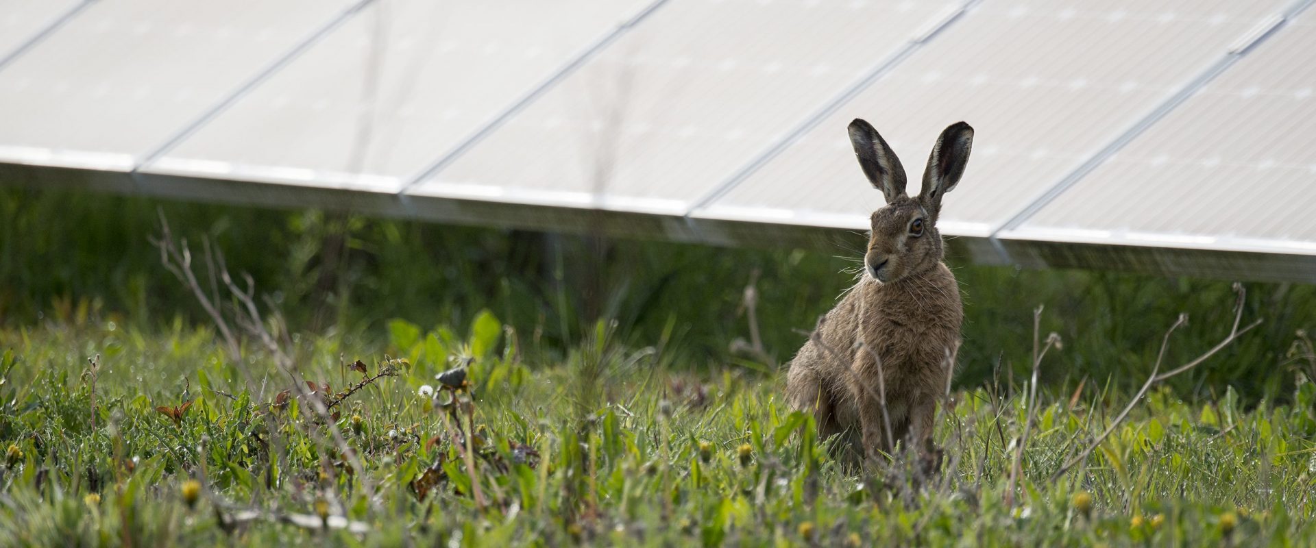 Rabbit in a solar farm