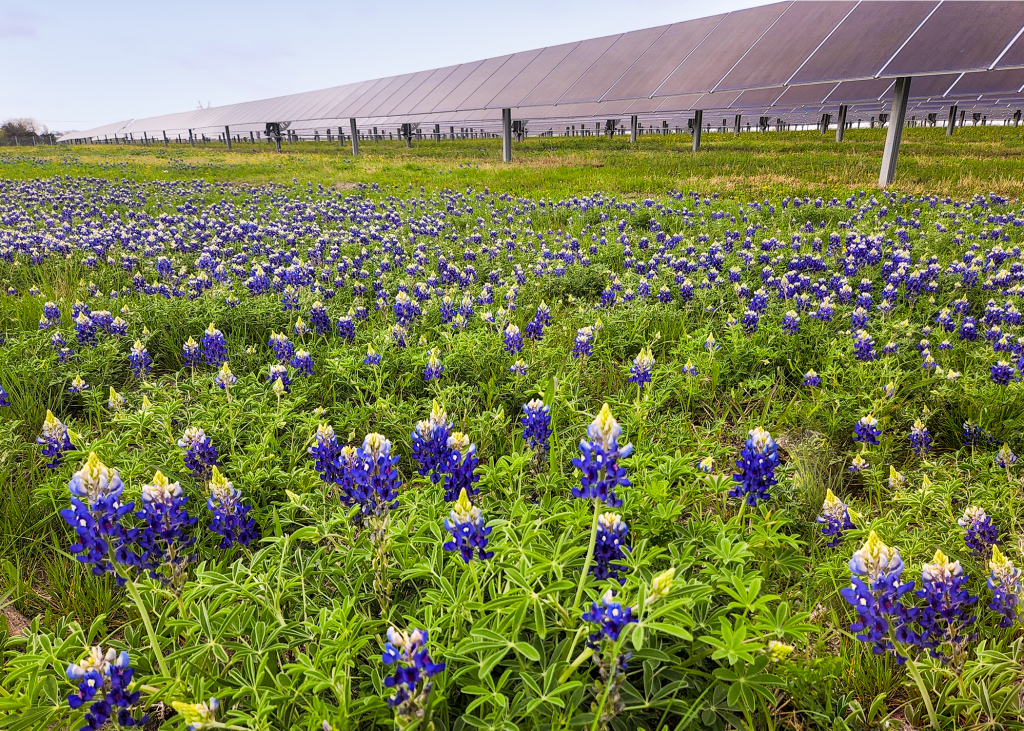Flowers in front of rows of solar panels on a solar farm