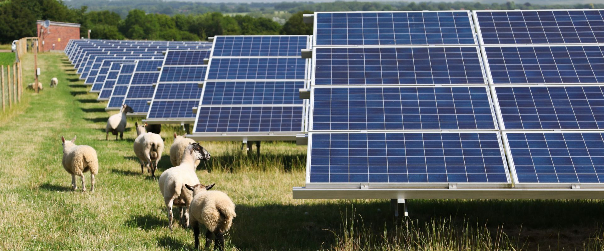 Sheep next to solar panels