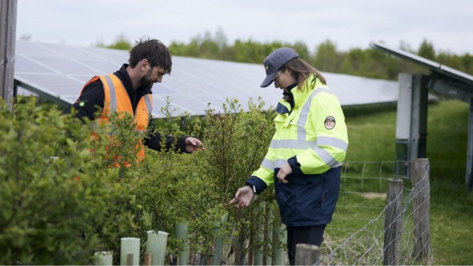 two workers in hi-vis vests examining plants on a solar farm