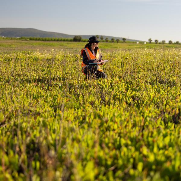 A Lightsource bp team member in PPE surveying a field