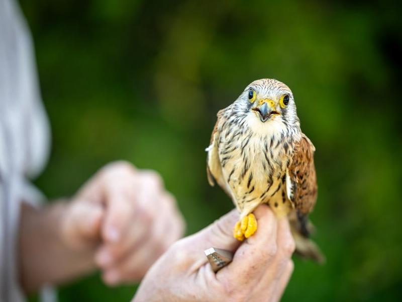 A close up of a Lesser Kestral bird of prey being held
