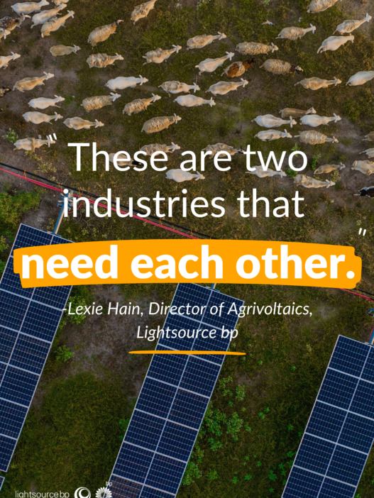 Agrivoltaics : These are two industries that need each other (solar and sheep grazing = solar grazing)