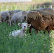 sheep in grass in farm