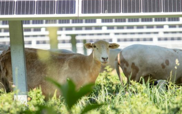 Sheep in solar farm