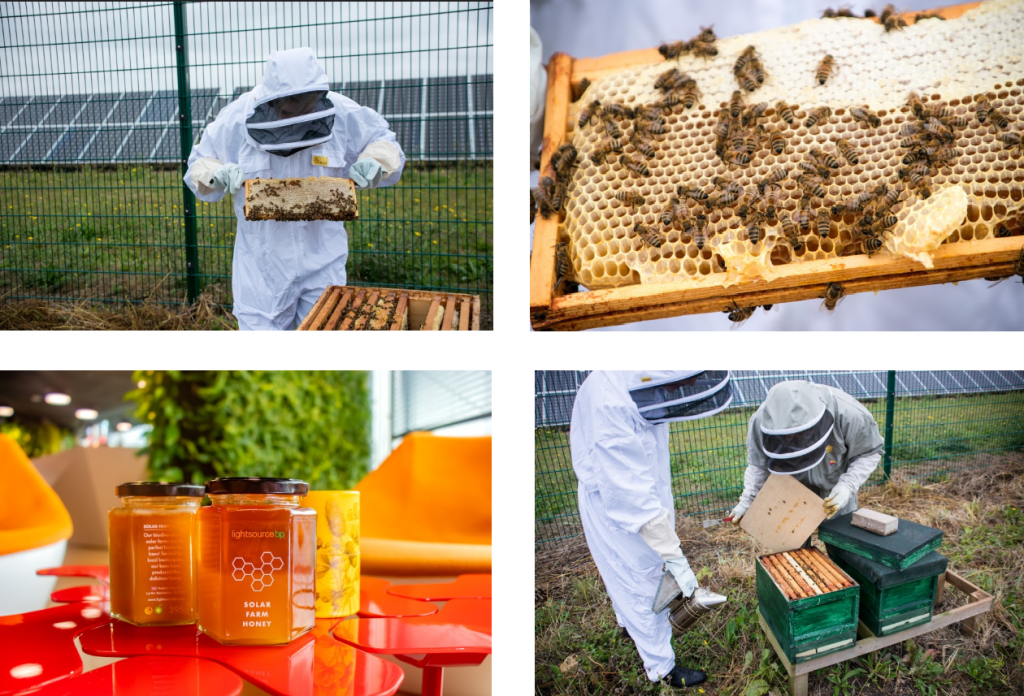 Collage of workers working with bees, bee hives, and jars of honey