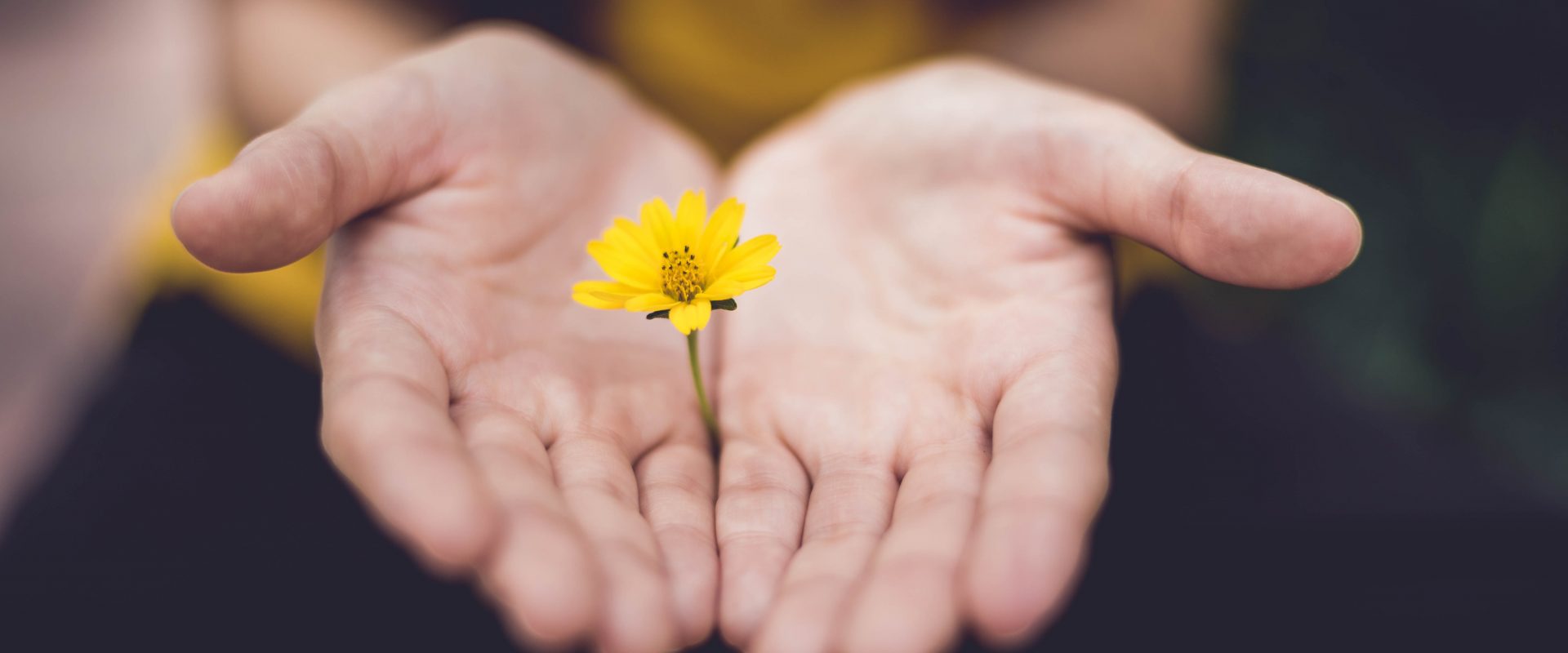 flower in the palm of someones hands