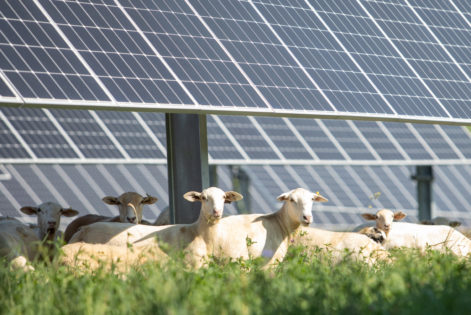Sheep on a solar farm
