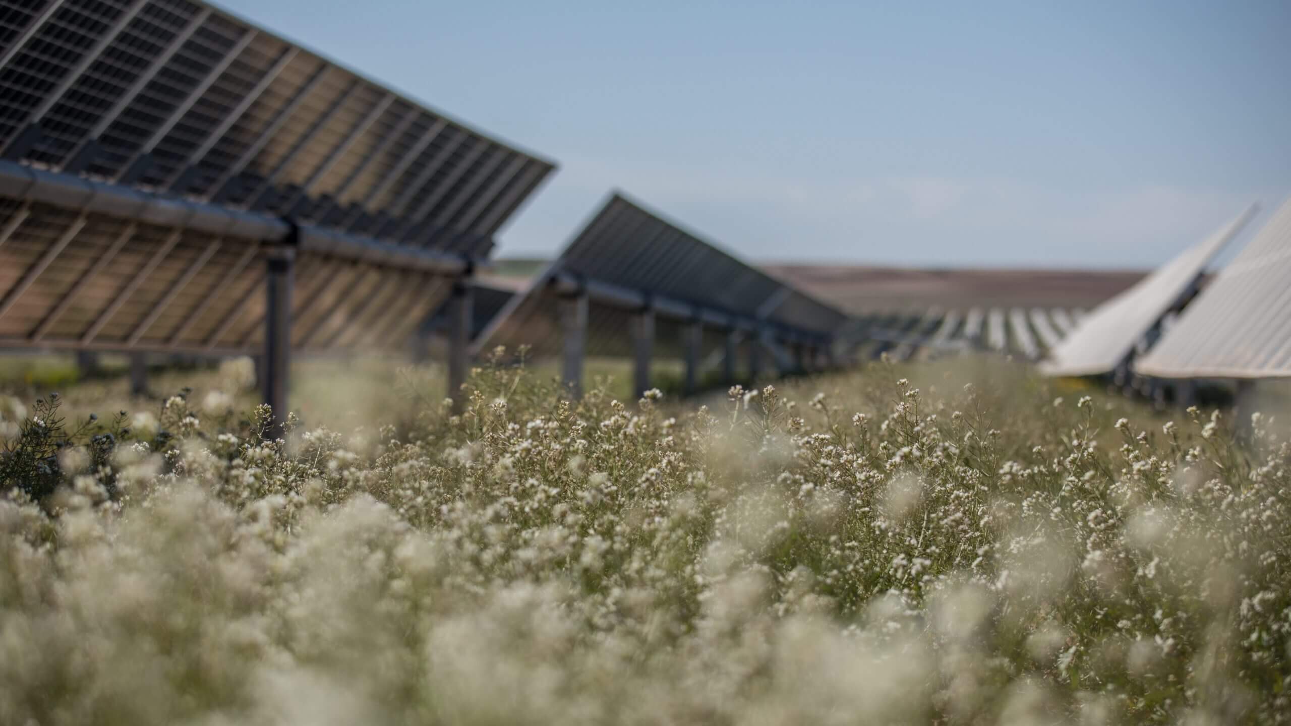 rows of solar panels on a solar farm