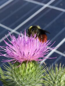 bee on a flower in front of a solar panel