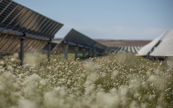 field of solar panels and white flowers