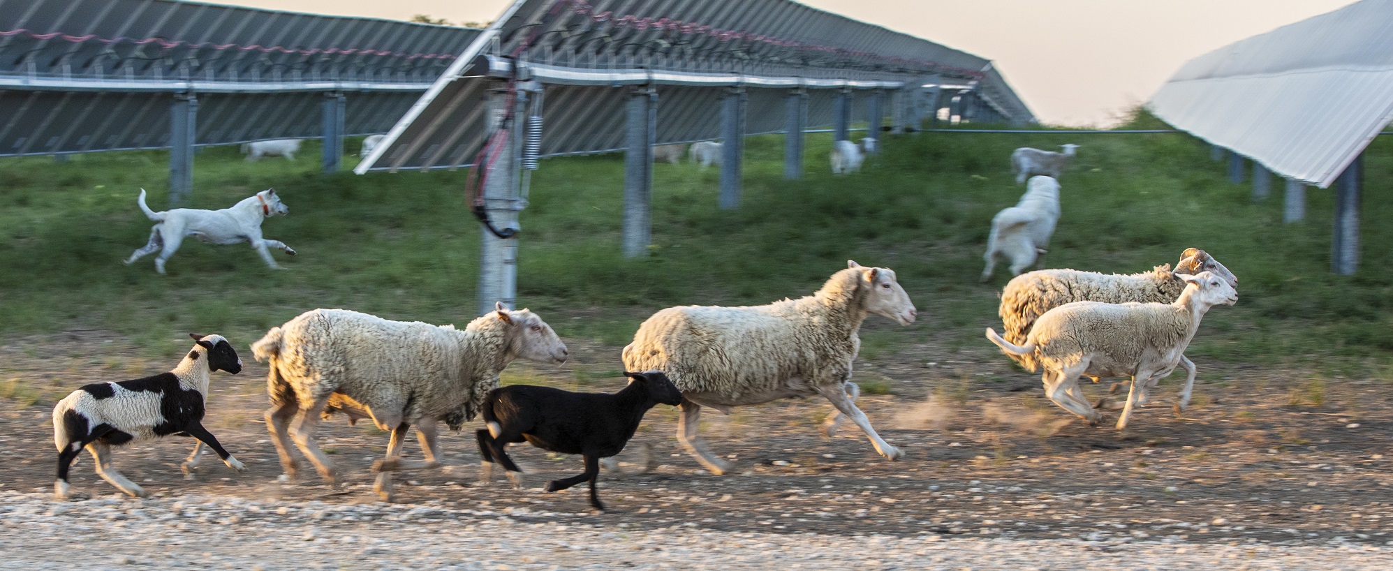 Sheep running past solar panels