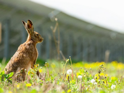 Hare on solar field