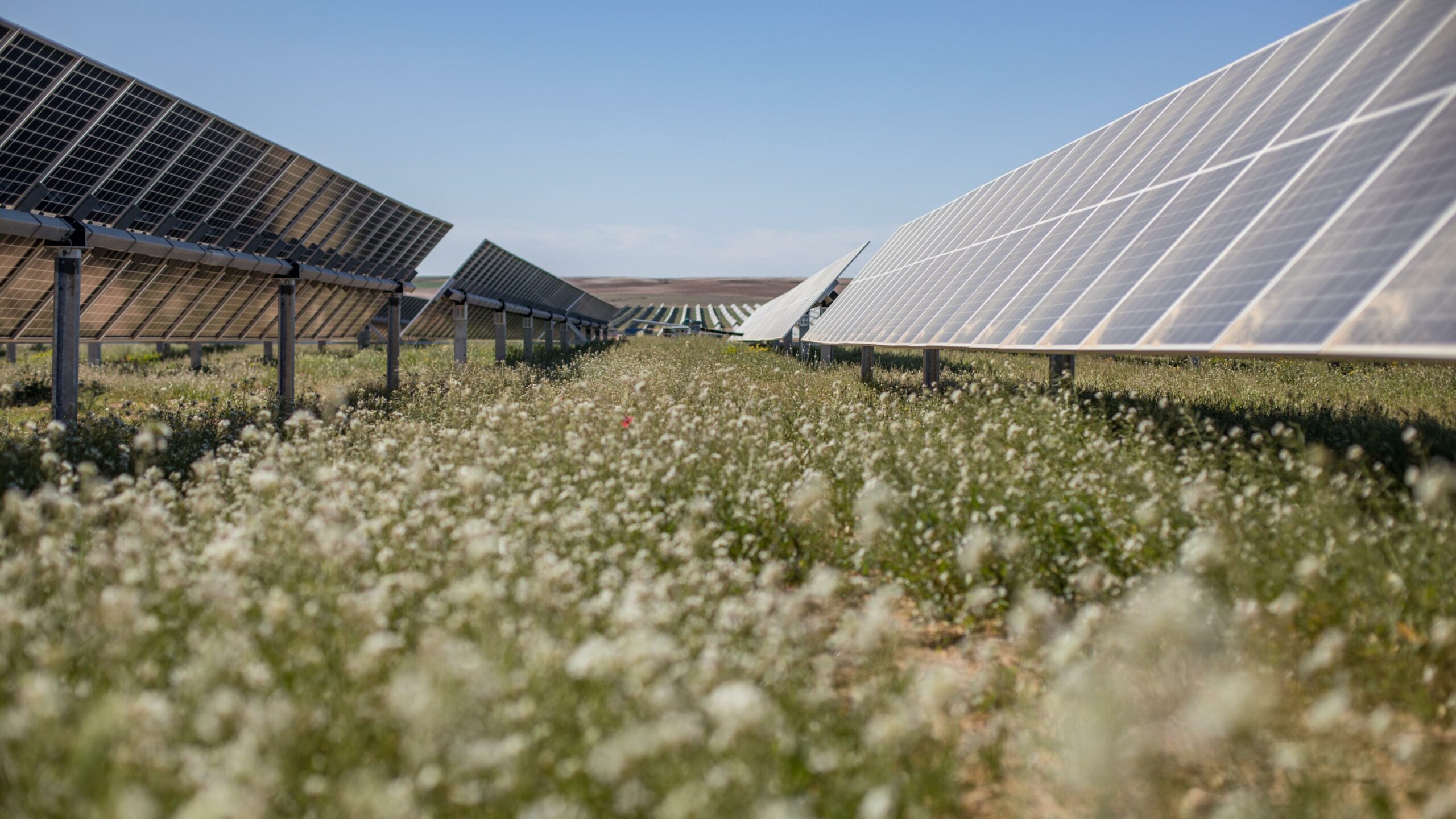 Ground level shot of plants, between rows of solar panels