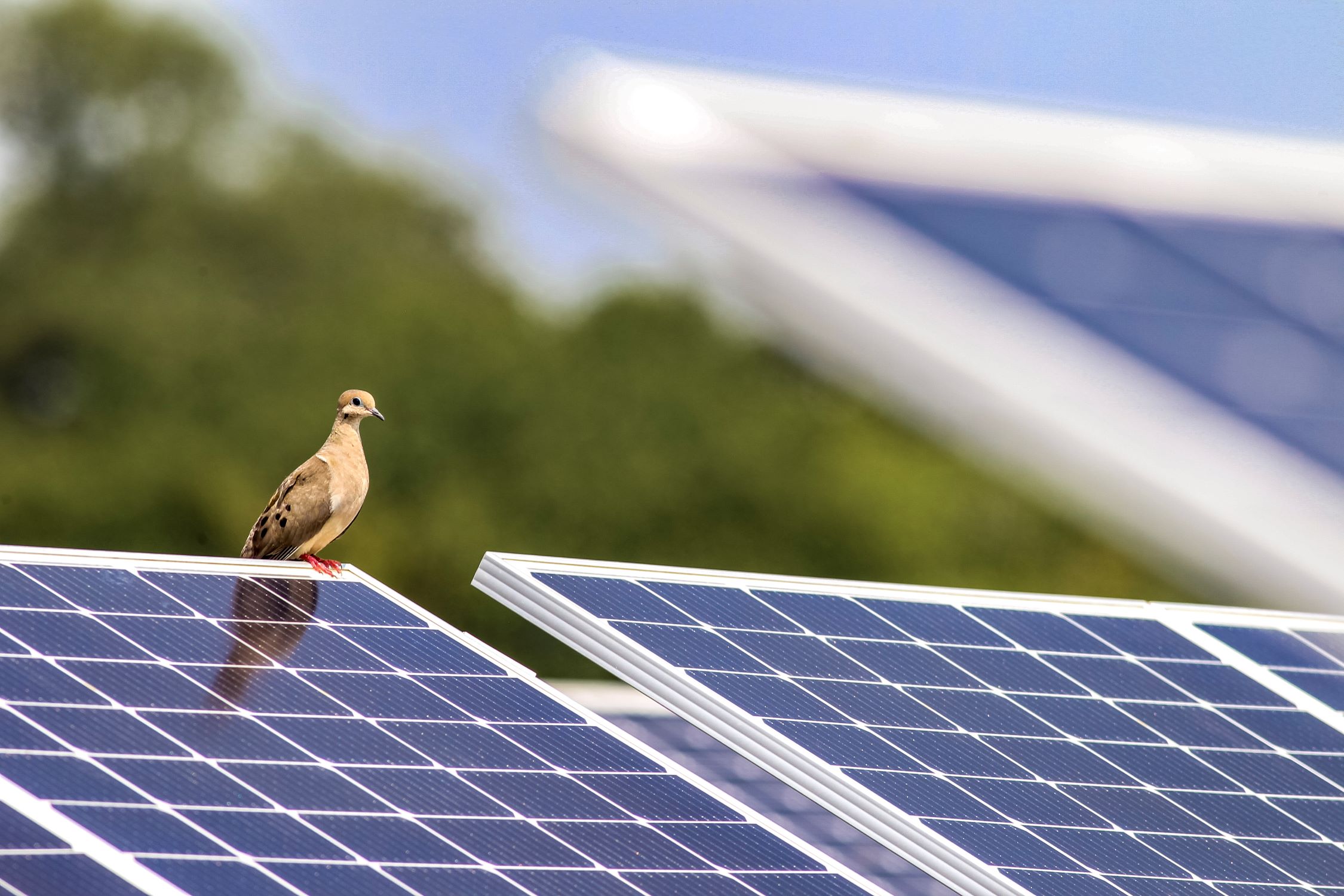 bird on solar panel
