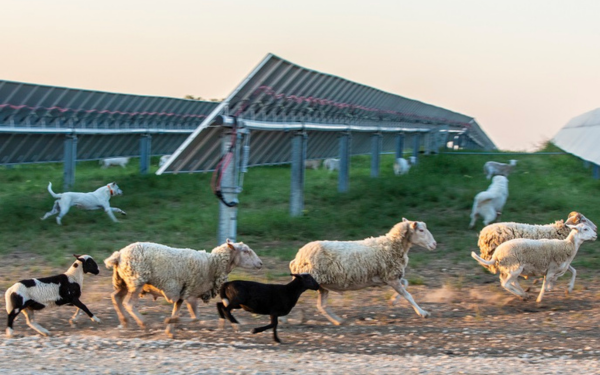 Sheep running beside solar panels