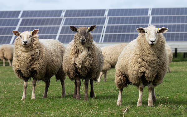 Three sheep standing infront of solar panels