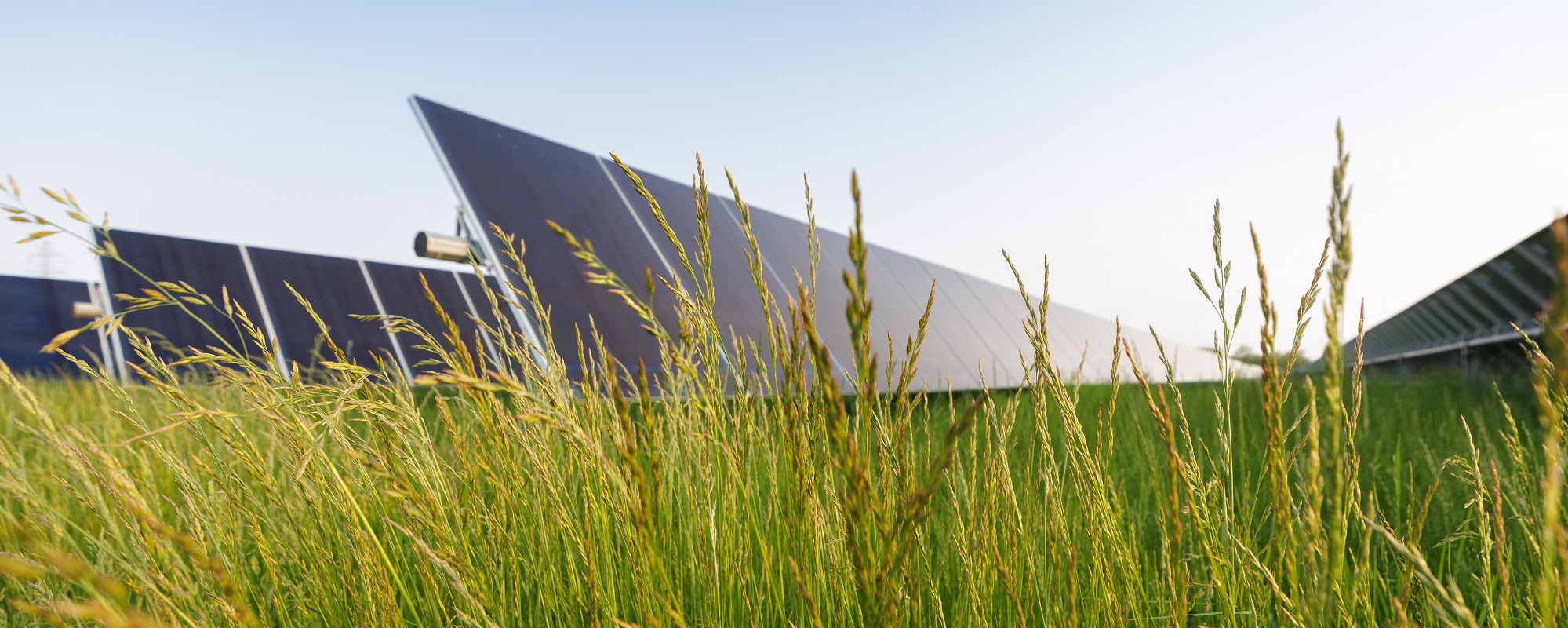 Banner image representing Inverness Solar in Mississippi (grasses growing in front of solar panel)