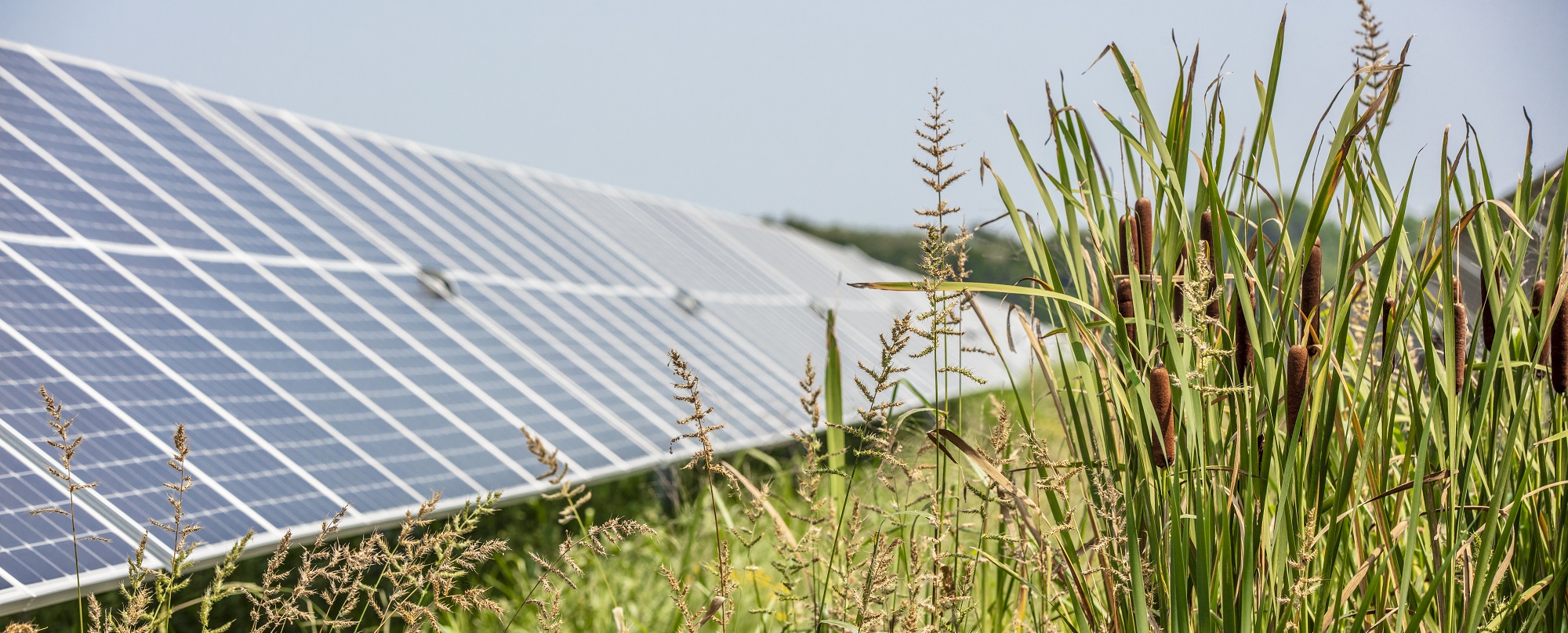 Banner image for Mowata Solar: Grasses in front of solar panel at utility-scale solar farm