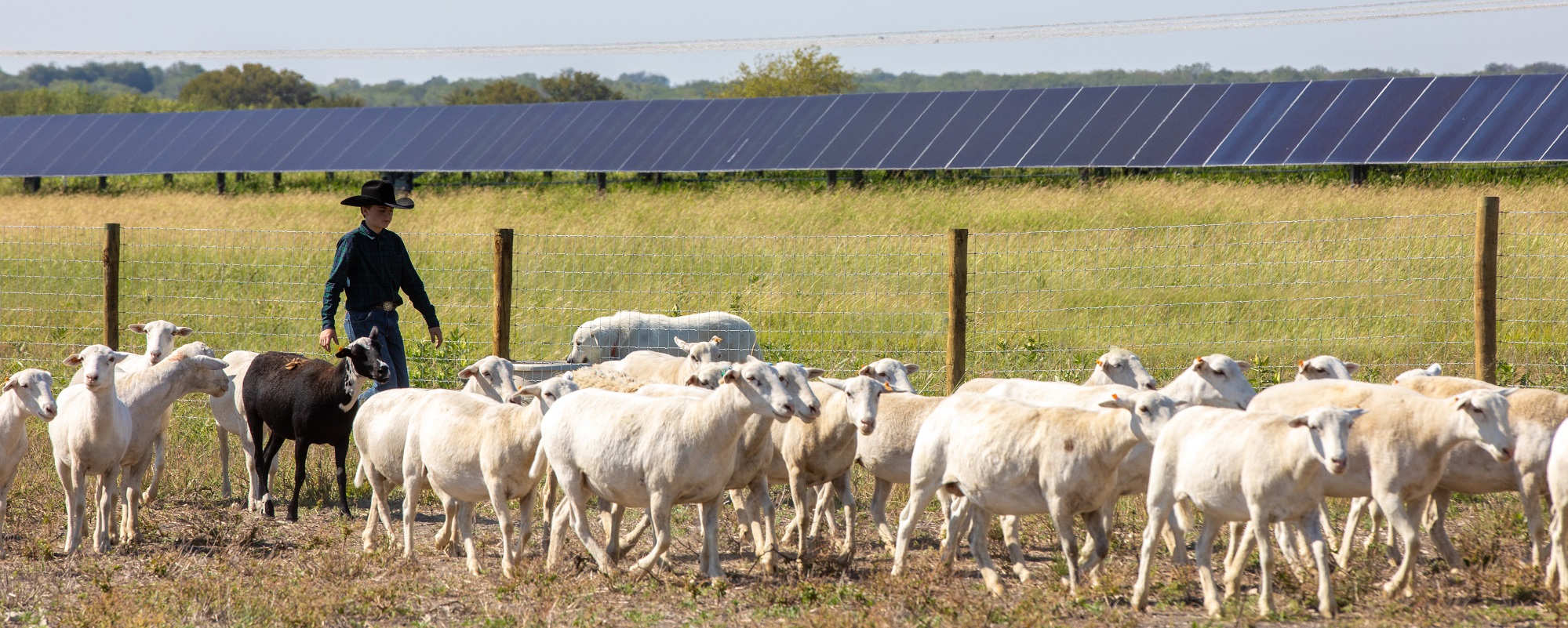 Banner image for Trinity River Solar: Texas child herds sheep in front of solar field