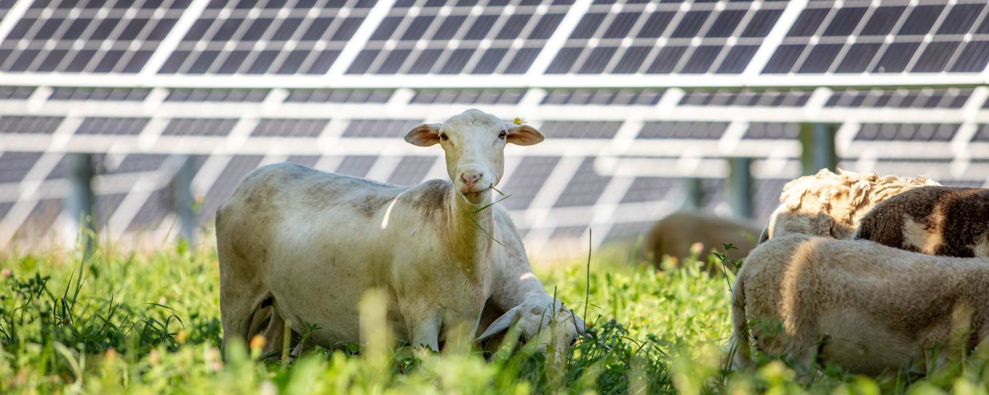 sheep under solar panels