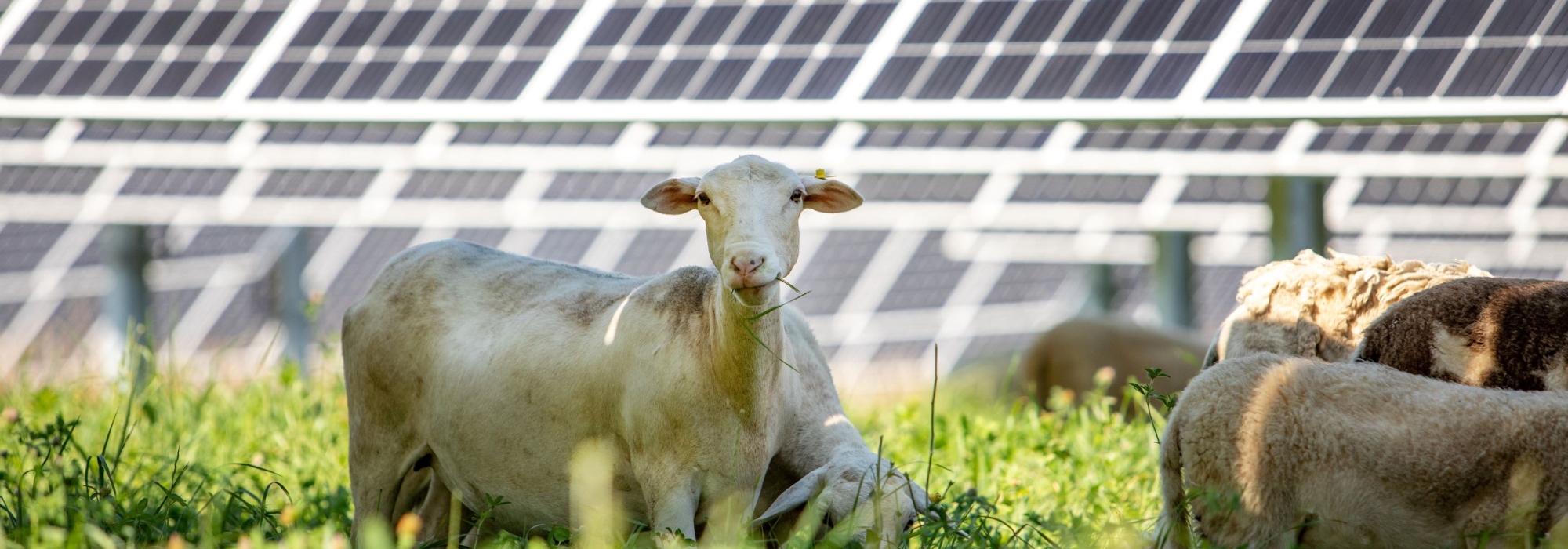 sheep with solar panels