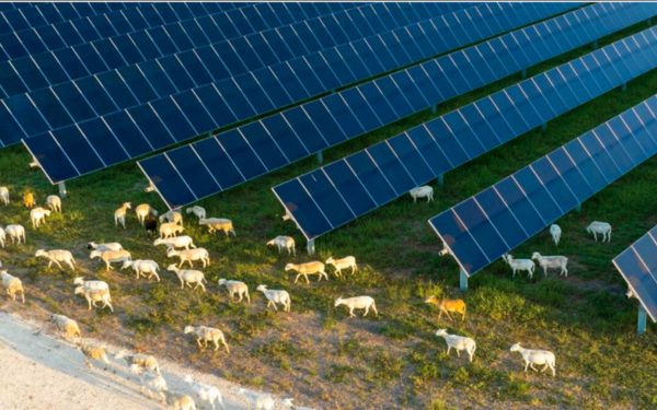 solar panels and sheep
