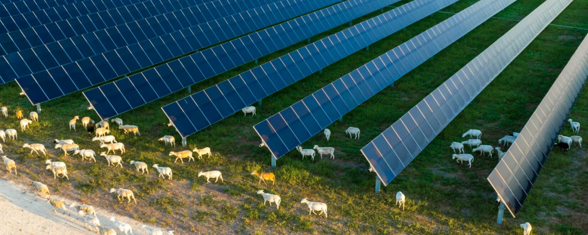 solar farm with sheep