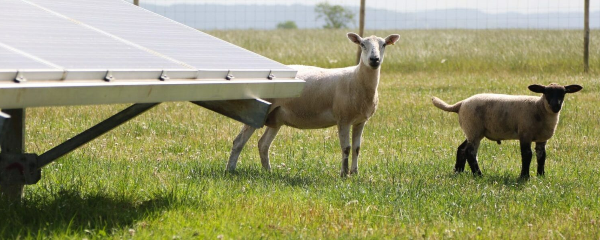 sheep behind solar panels
