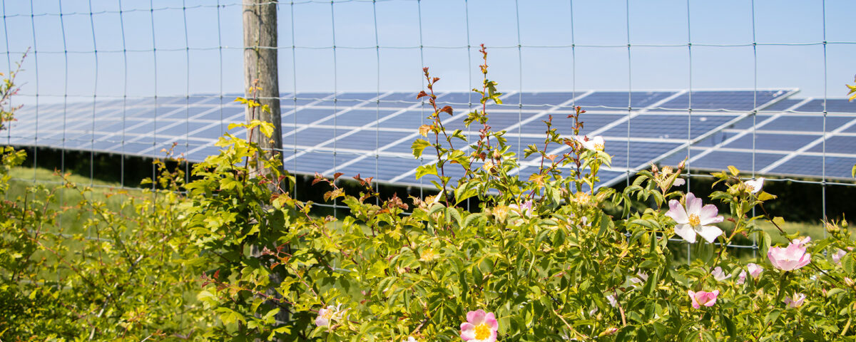 Pink flowers and greenery in front of solar panels at Manor Farm solar site on a sunny day