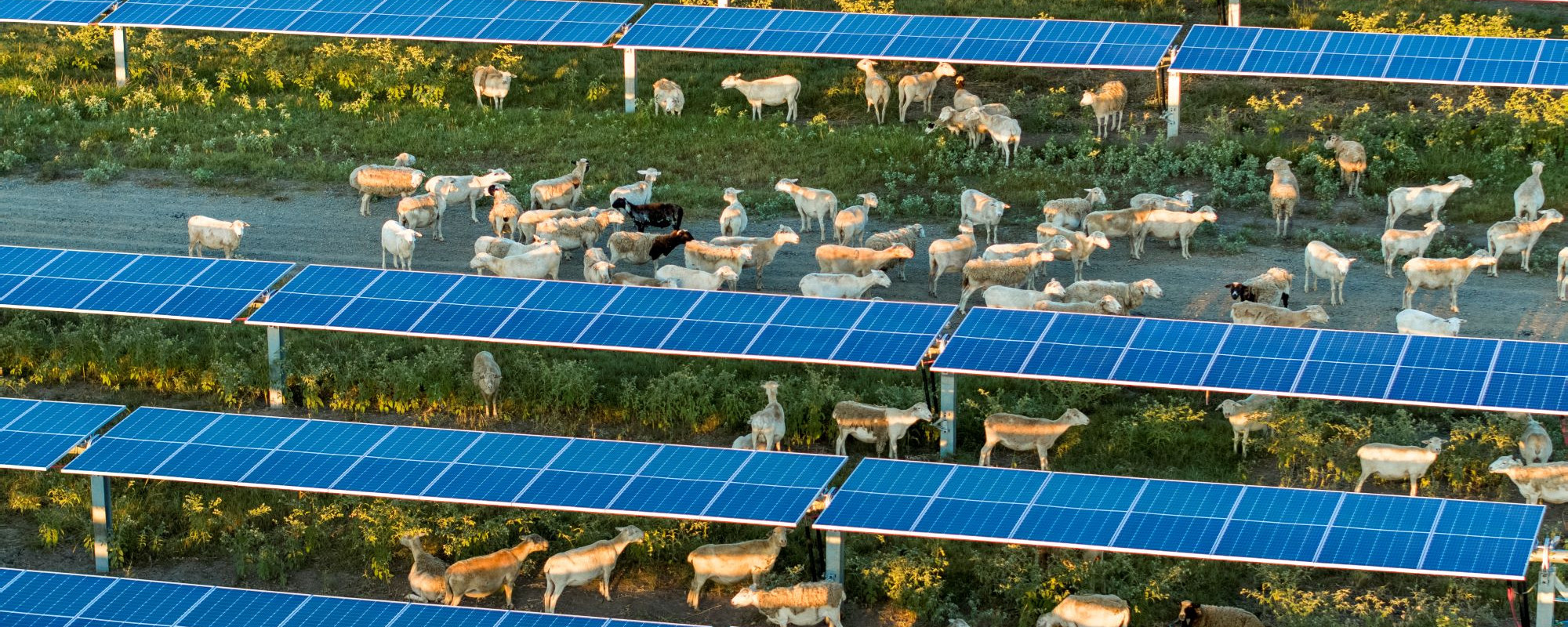 sheep under solar panels