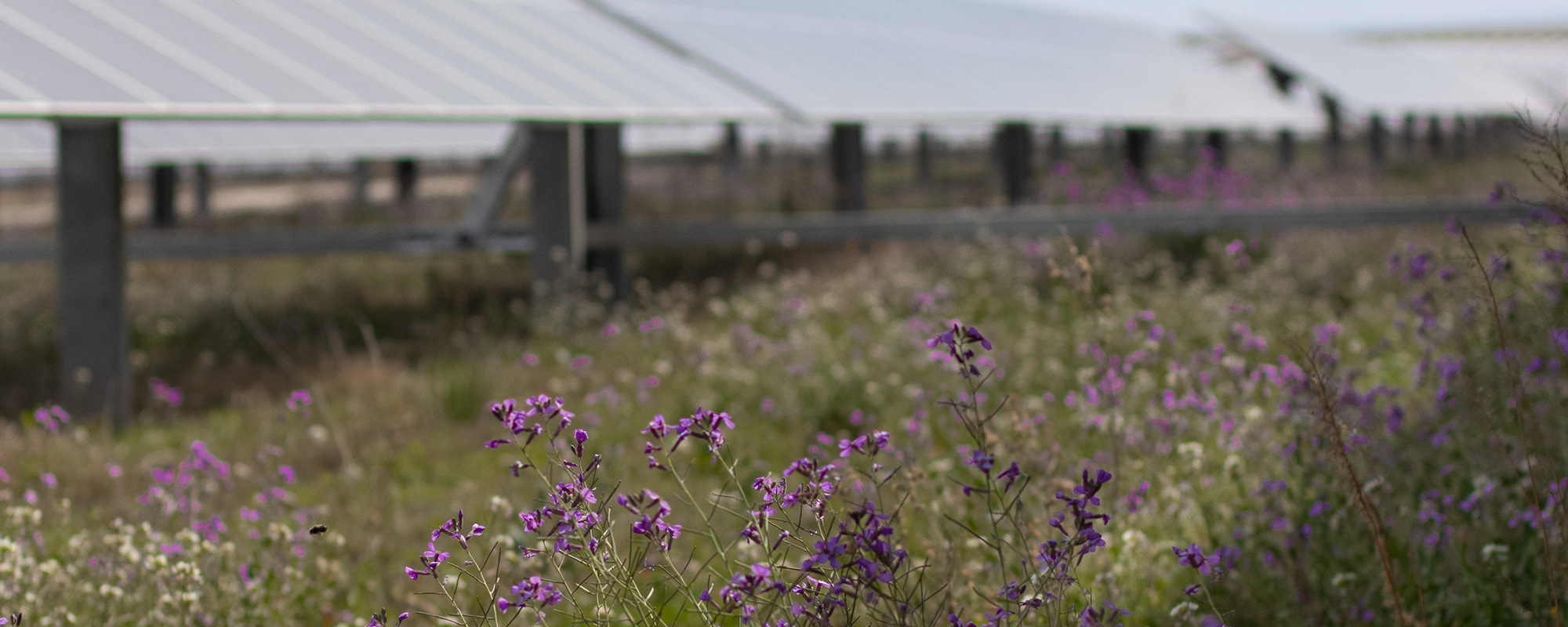 Purple flowers in front of solar panels