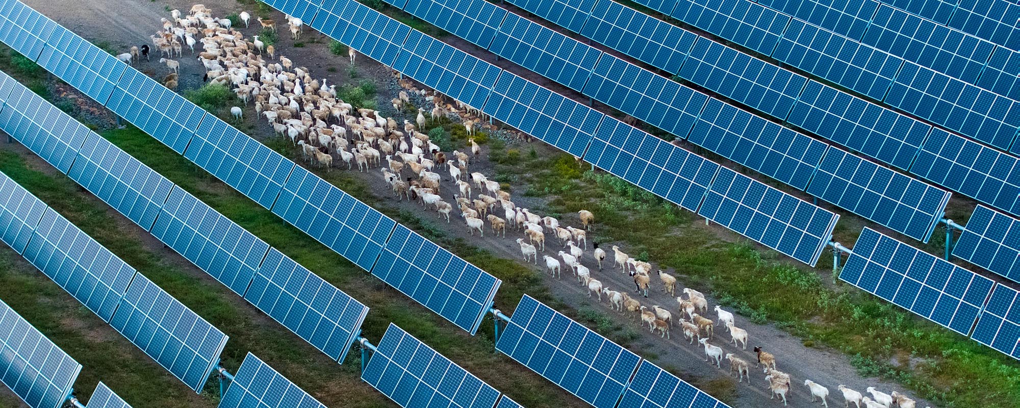 rows of solar panels with sheep crossing