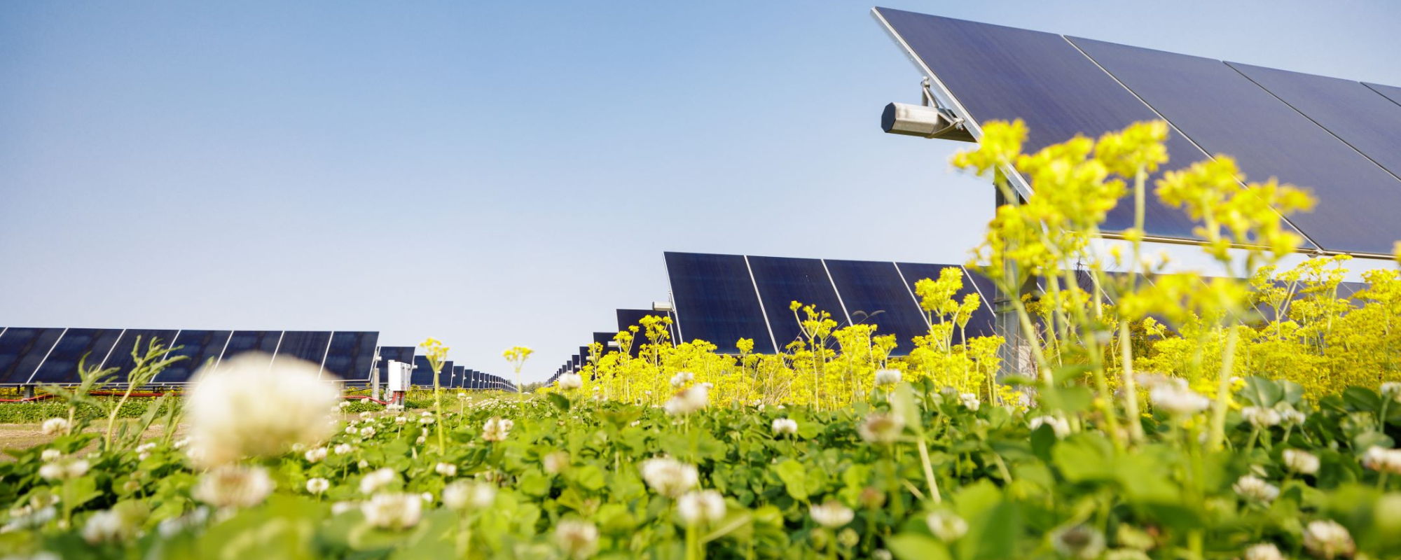 Solar panels with plants