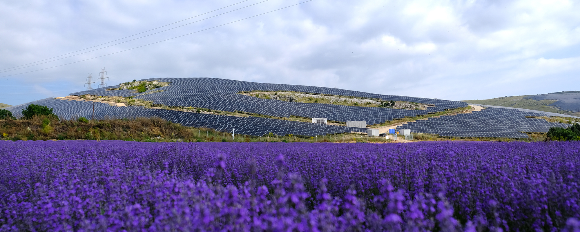Purple flowers in front of Kozani solar farm in Greece