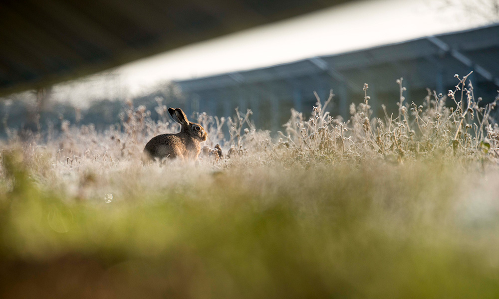 A hare amongst the frost and solar panels at Wilburton solar farm, UK