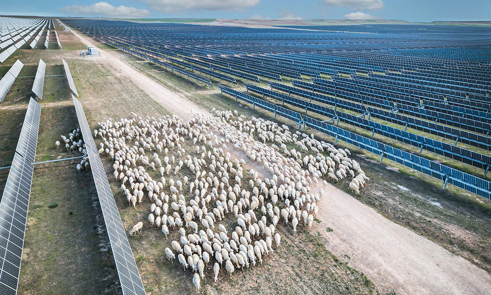 Aerial shot of sheep grazing on solar farm in Vendimia, Spain