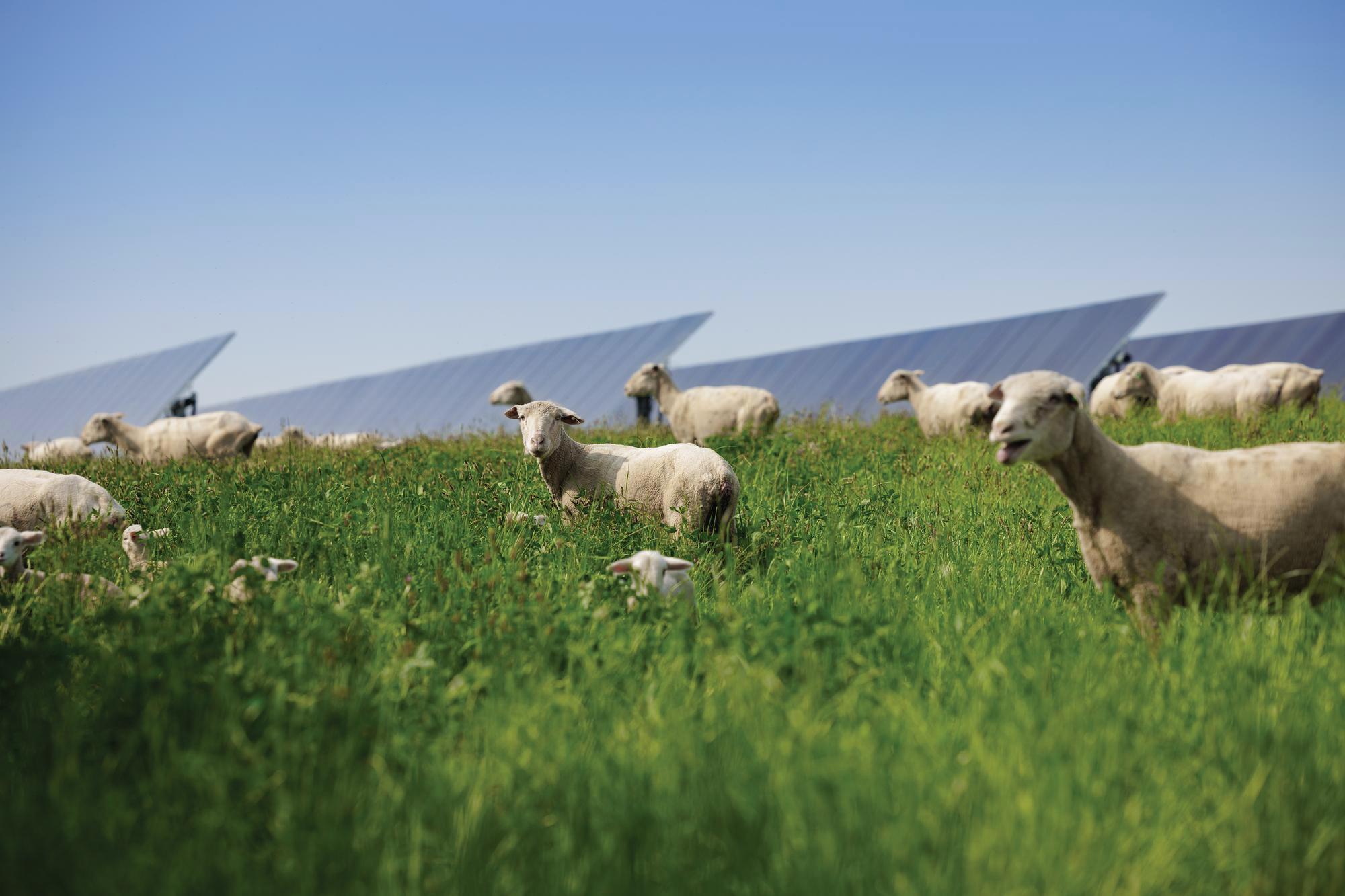 sheep grazing amongst solar panels