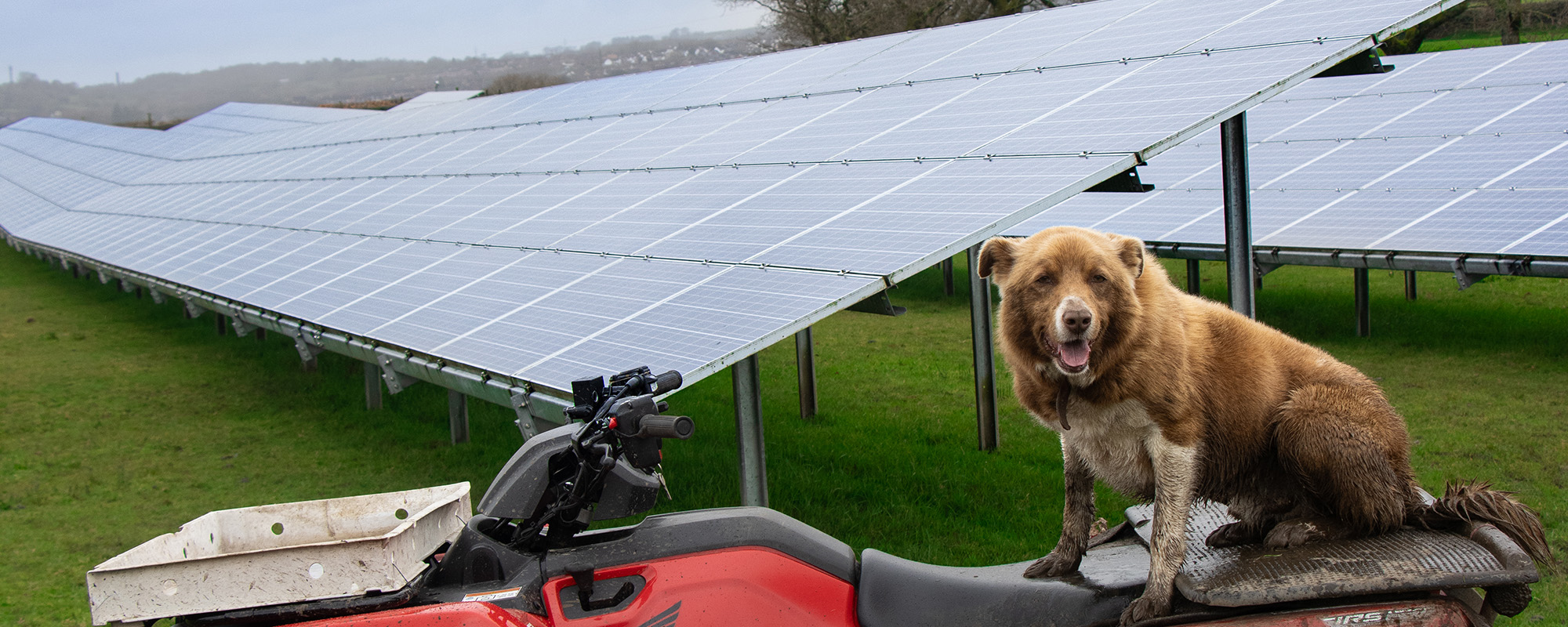 Joe the sheepdogs sat on  the back of a quadbike in front of solar panels on the farm