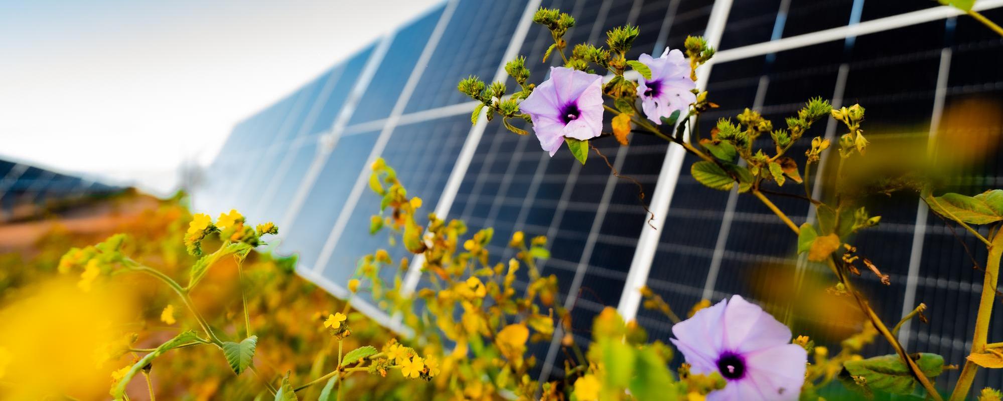 Flowers in front of solar panels at Milagres