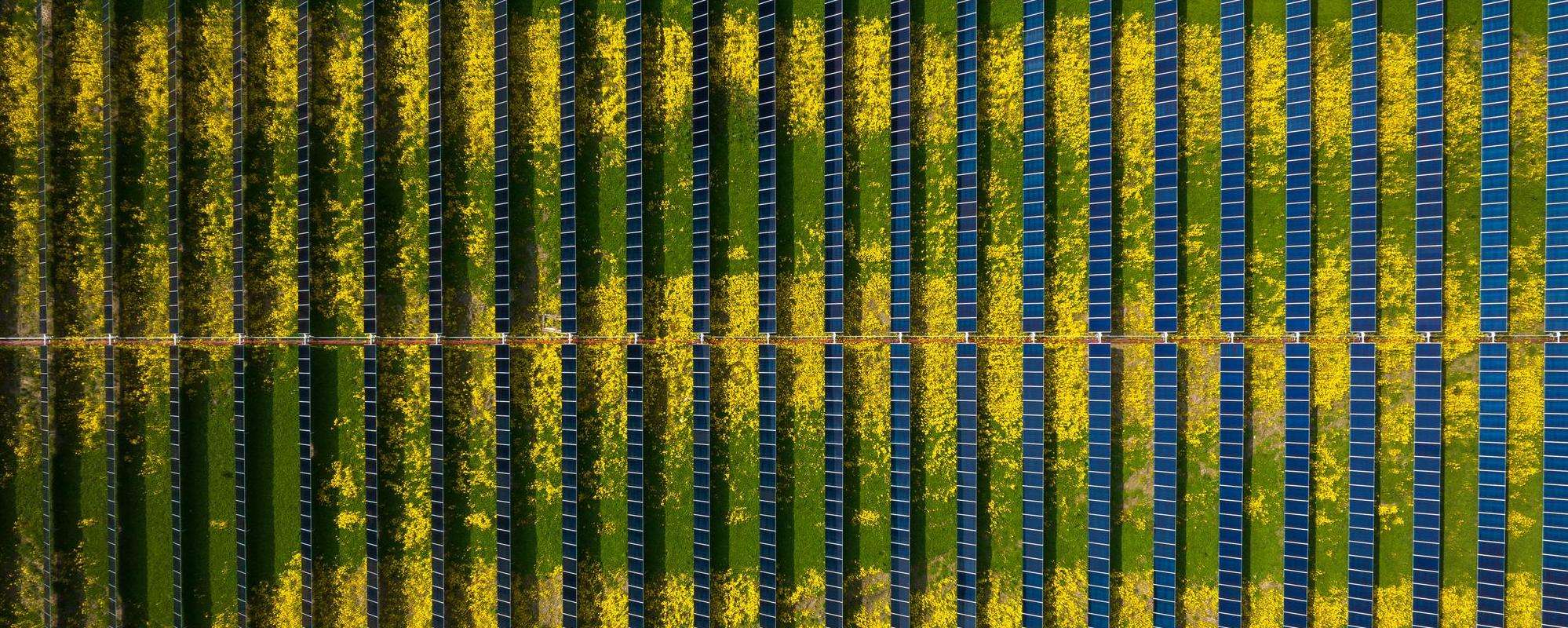 aerial shot looking down on a field of solar panels, with yellow flowers growing underneath