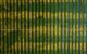 aerial shot looking down on a field of solar panels, with yellow flowers growing underneath