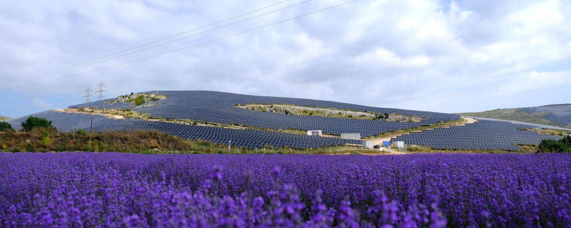 Kozani solar farm in Greece, with a field of purple flowers growing in the foreground
