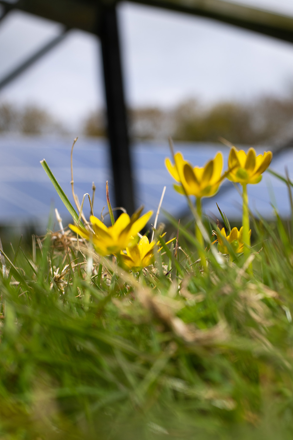 ground level shot of yellow flowers in the grass, solar panlels in the background