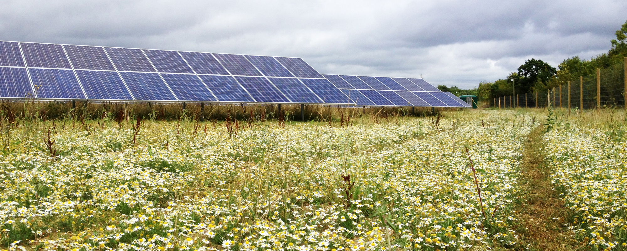 solar panels in a meadow of wild flowers