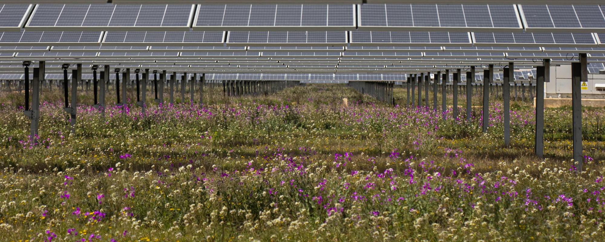 Purple and white flowers growing beneath solar panels