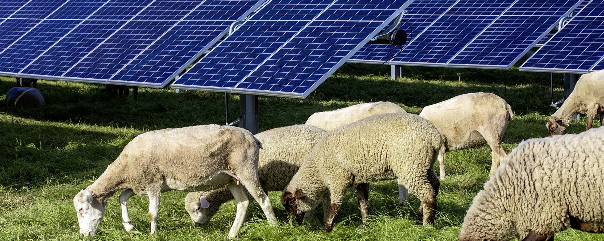 Sheep grazing infront of solar panels