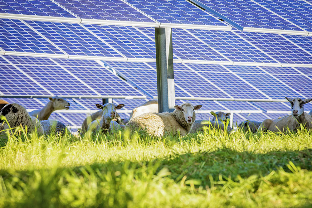 Sheep grazing beneath rows of solar panels