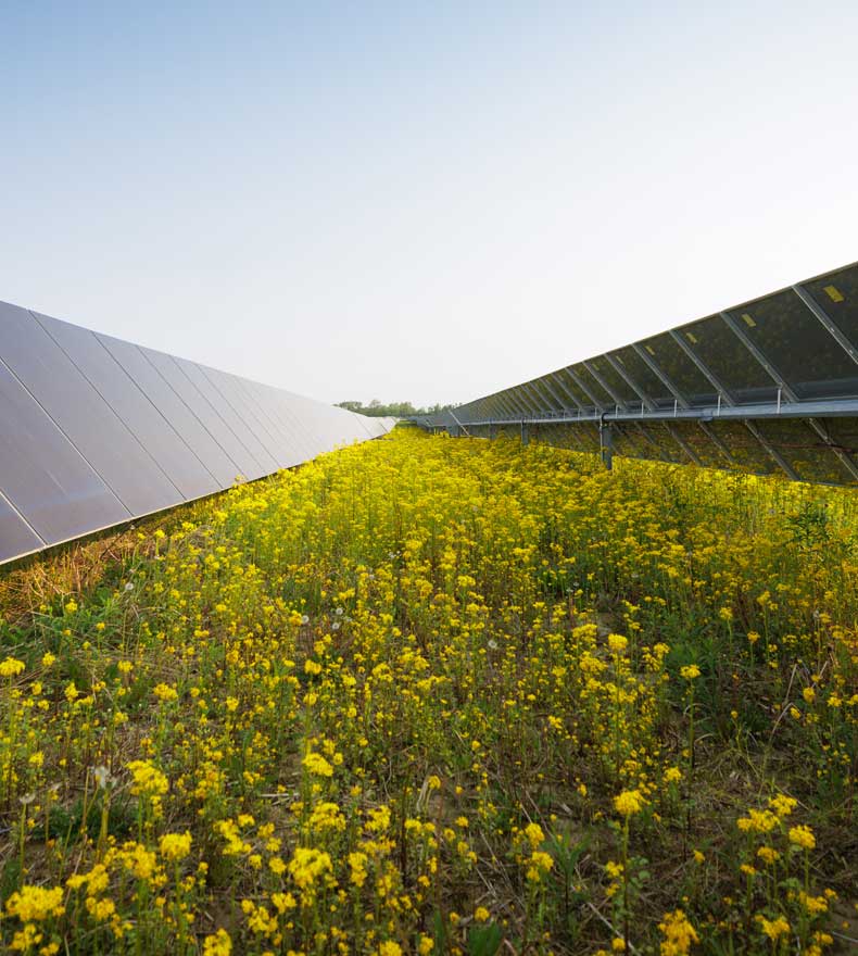 Solar power panels in a field of yellow wildflowers