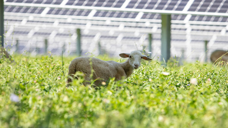 A sheep grazing in a field with solar panels in the background